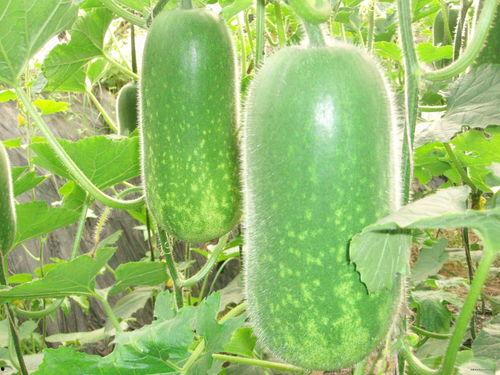 柠檬女神吃瓜视频大全,揭秘娱乐圈幕后故事