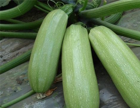 西贝吃瓜视频,揭秘娱乐圈幕后真相